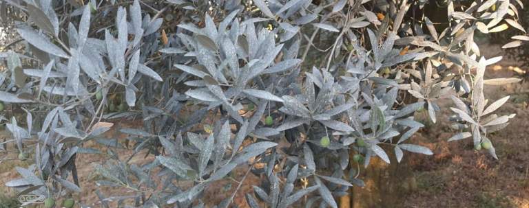 polveri di roccia
