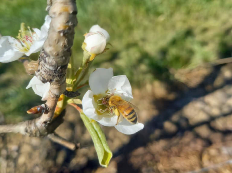 impollinazione