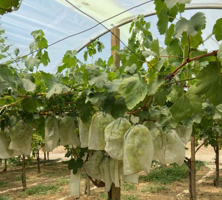 uva da tavola