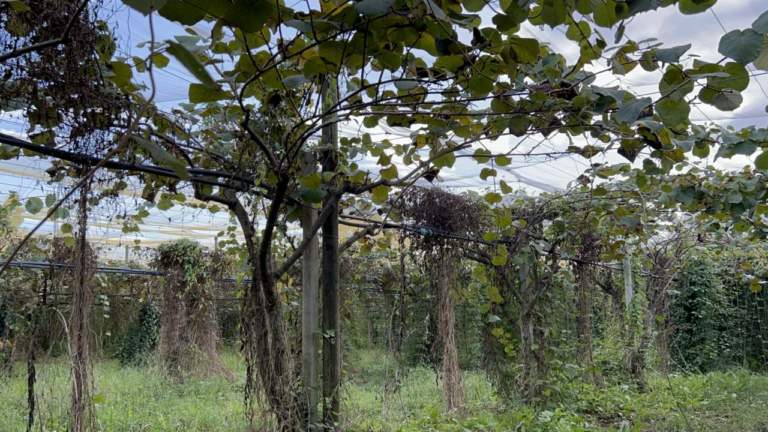 irrigazione kiwi