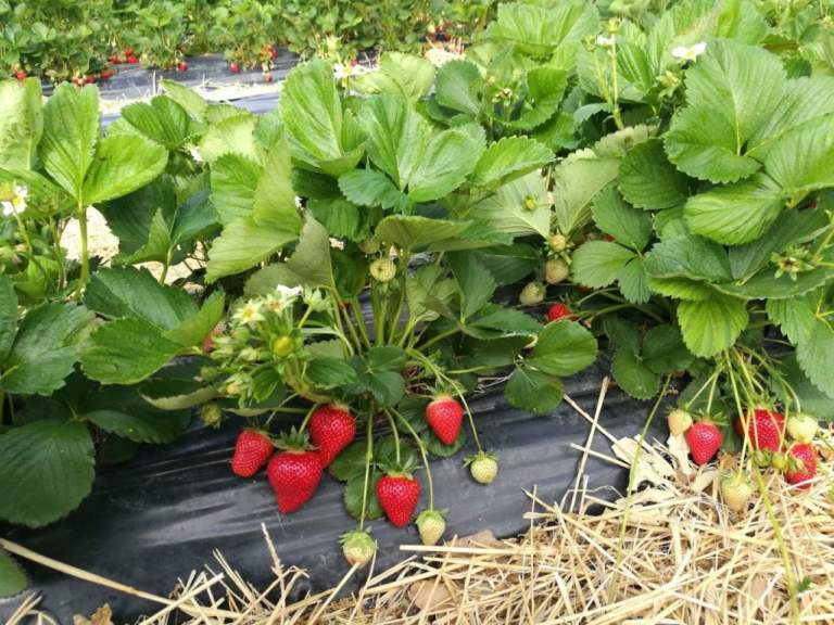 fragola