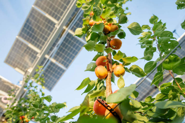 agrivoltaico