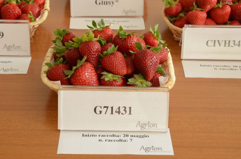 fragola unifera
