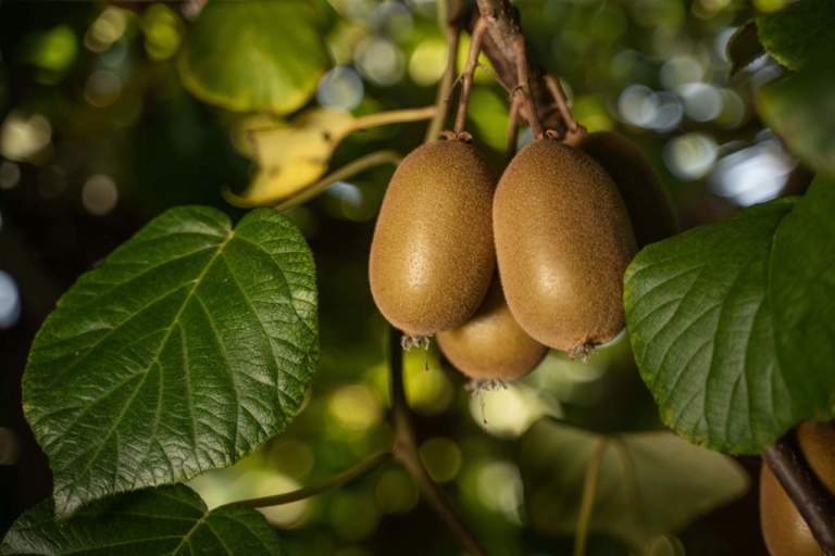 kiwi
