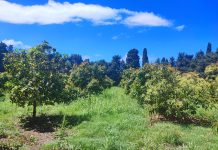 xylella