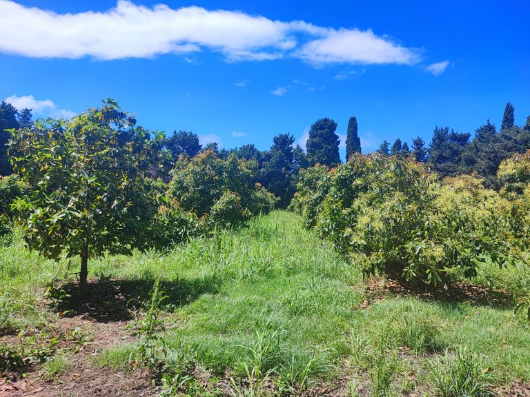 xylella