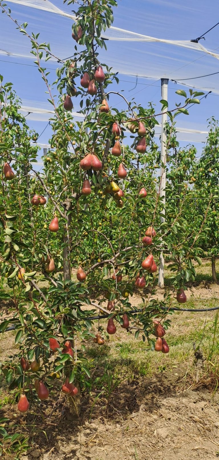 pere