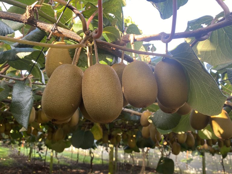 produzione kiwi
