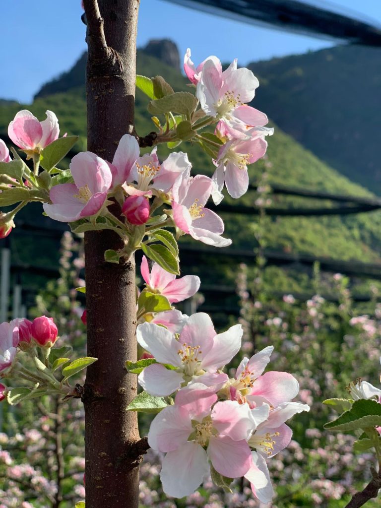fiori di melo