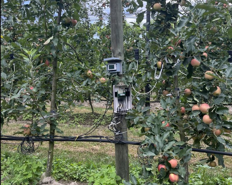 wappfruit