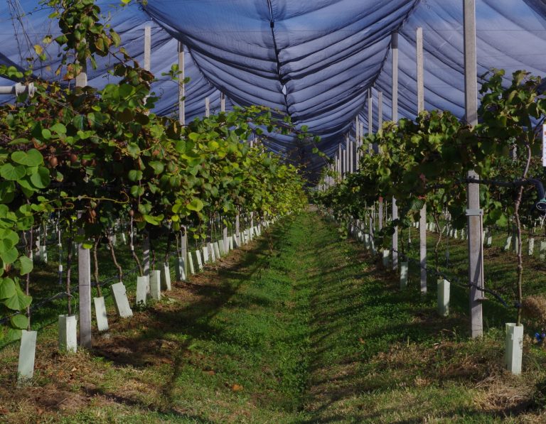 irrigazione kiwi