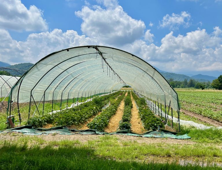 solarizzazione fragola