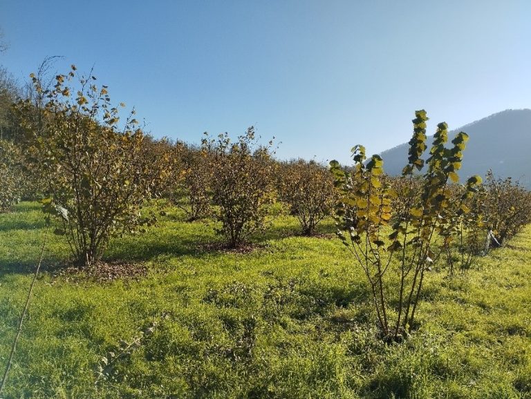 nocciolo grandine