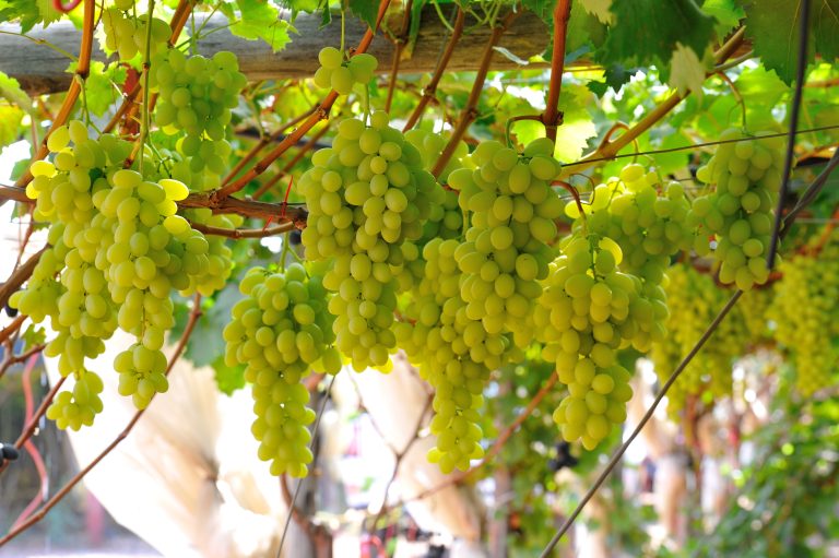 uva da tavola
