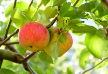 prodotto per colture frutticole