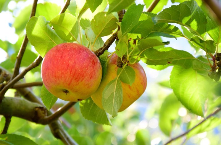 prodotto per colture frutticole