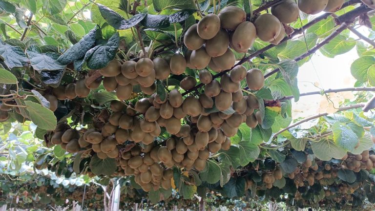 actinidia