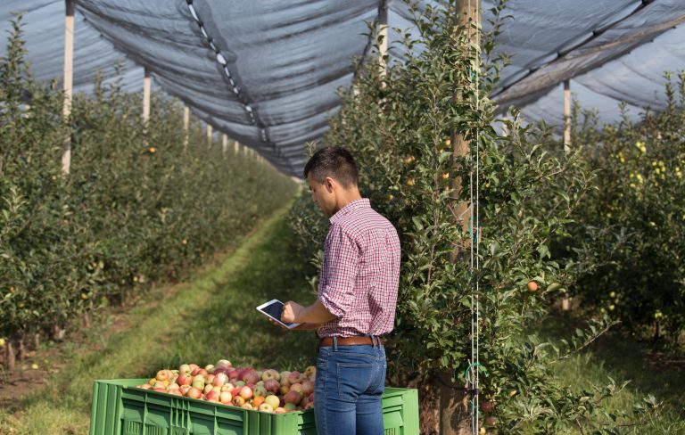 bilancio economico frutteto