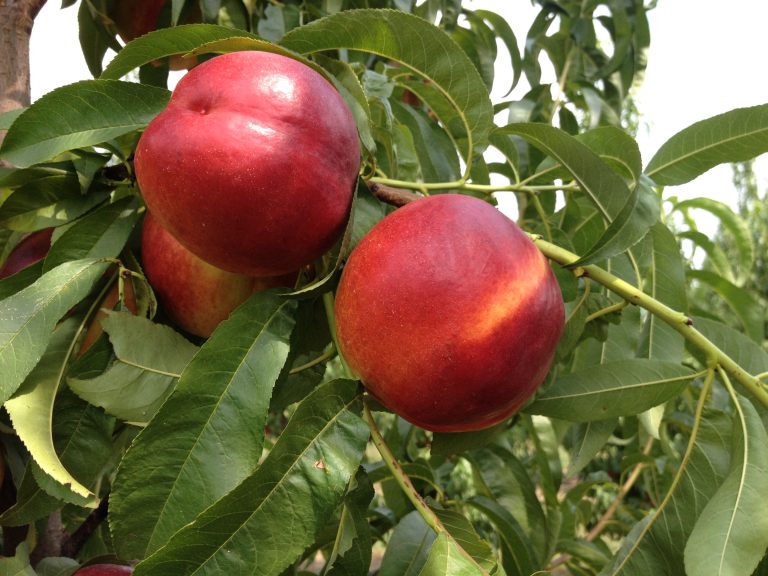 nettarine produzione
