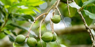 specie tropicali