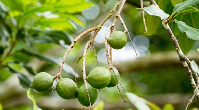 specie tropicali