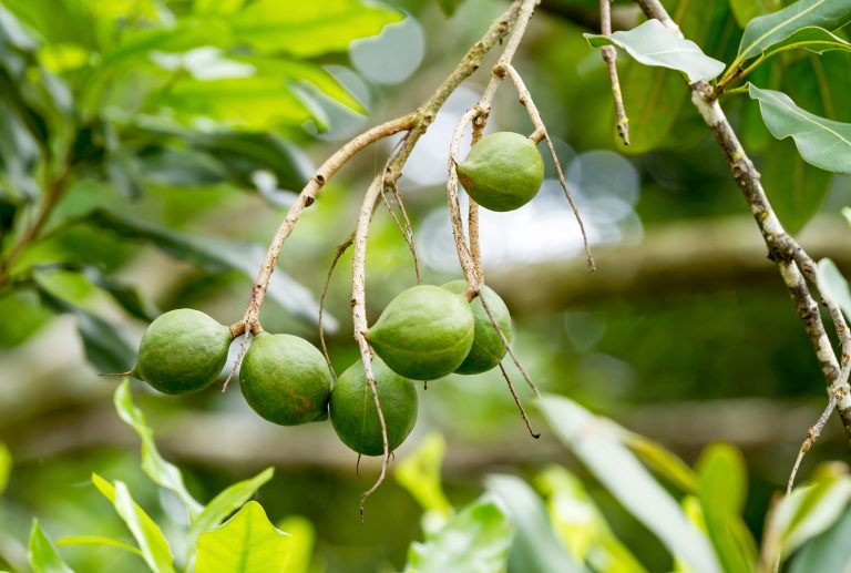 specie tropicali