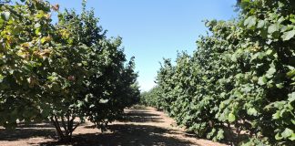 nocciolo Asprocor