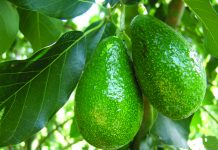costi produzione avocado