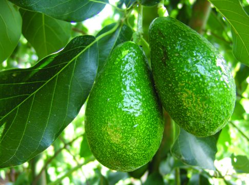 costi produzione avocado