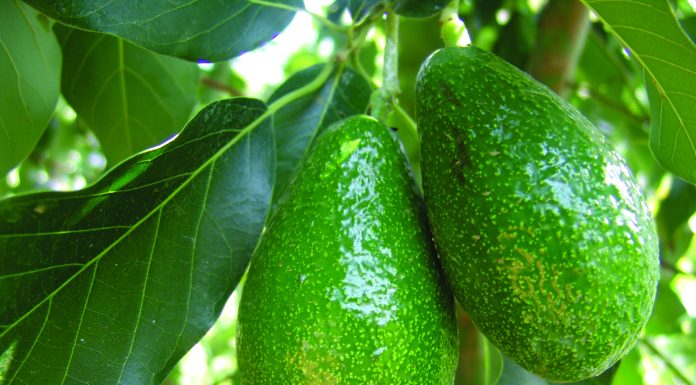 costi produzione avocado