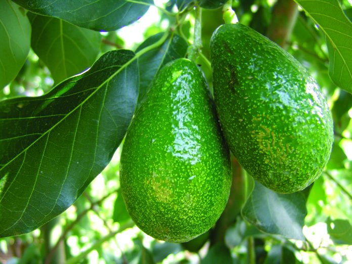 costi produzione avocado