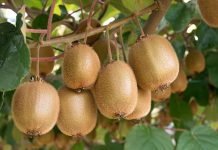 KAPPABRIX di fomet su actinidia
