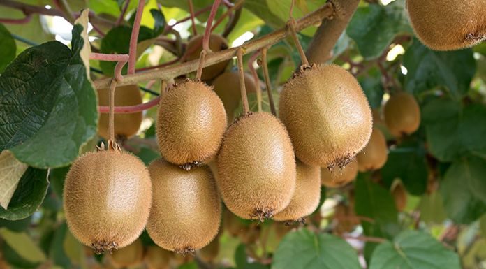 KAPPABRIX di fomet su actinidia