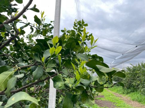 TopCitrus