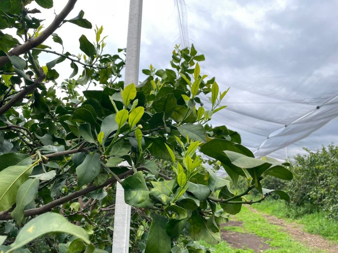 TopCitrus