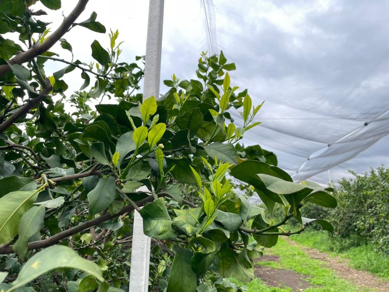 TopCitrus