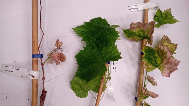 Xylella