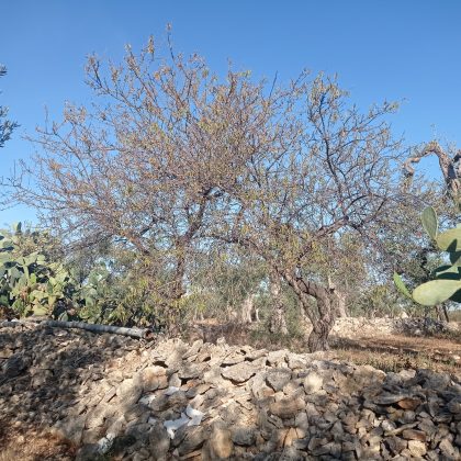Xylella