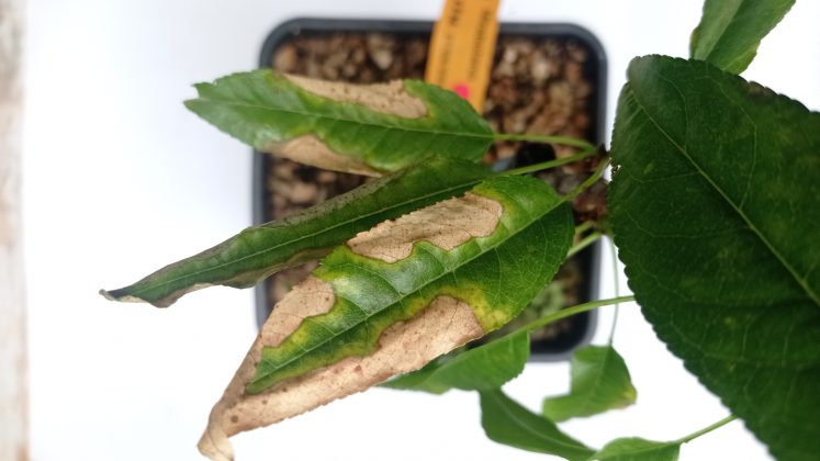 Xylella