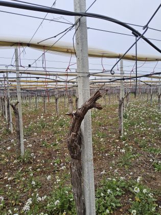 Xylella