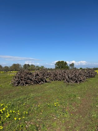 Xylella