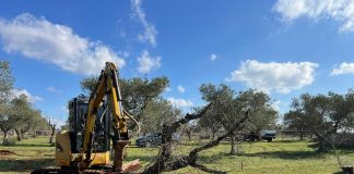 Xylella