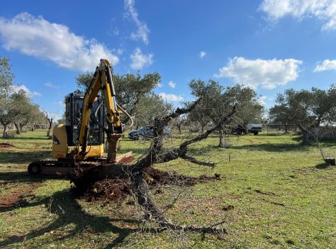 Xylella