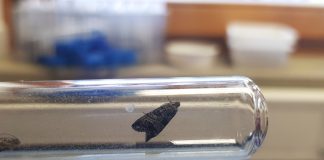 carpocapsa