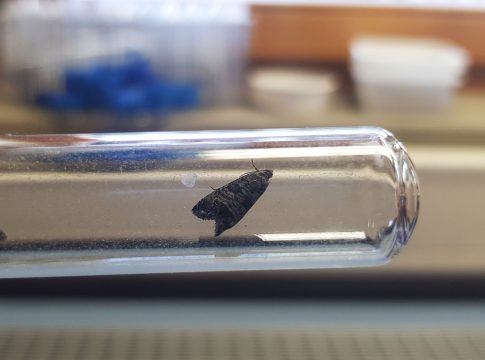 carpocapsa