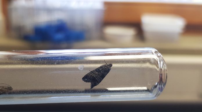 carpocapsa