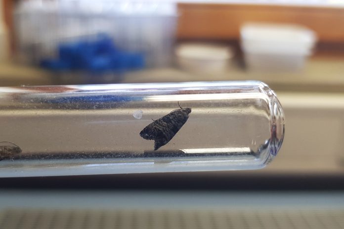 carpocapsa