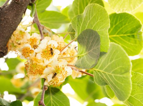 Impollinazione, fattore chiave per la produttività e la qualità del kiwi impollinazione