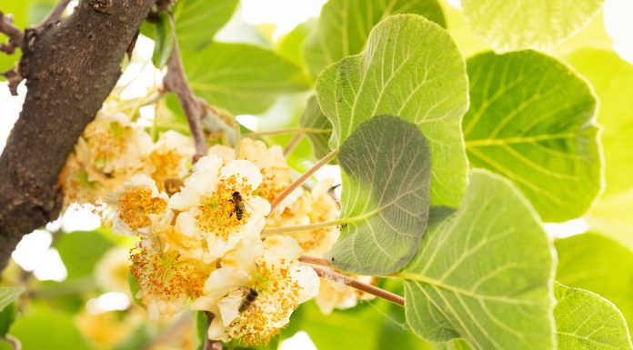 Impollinazione, fattore chiave per la produttività e la qualità del kiwi impollinazione