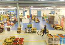 mercati all'ingrosso ortofrutta